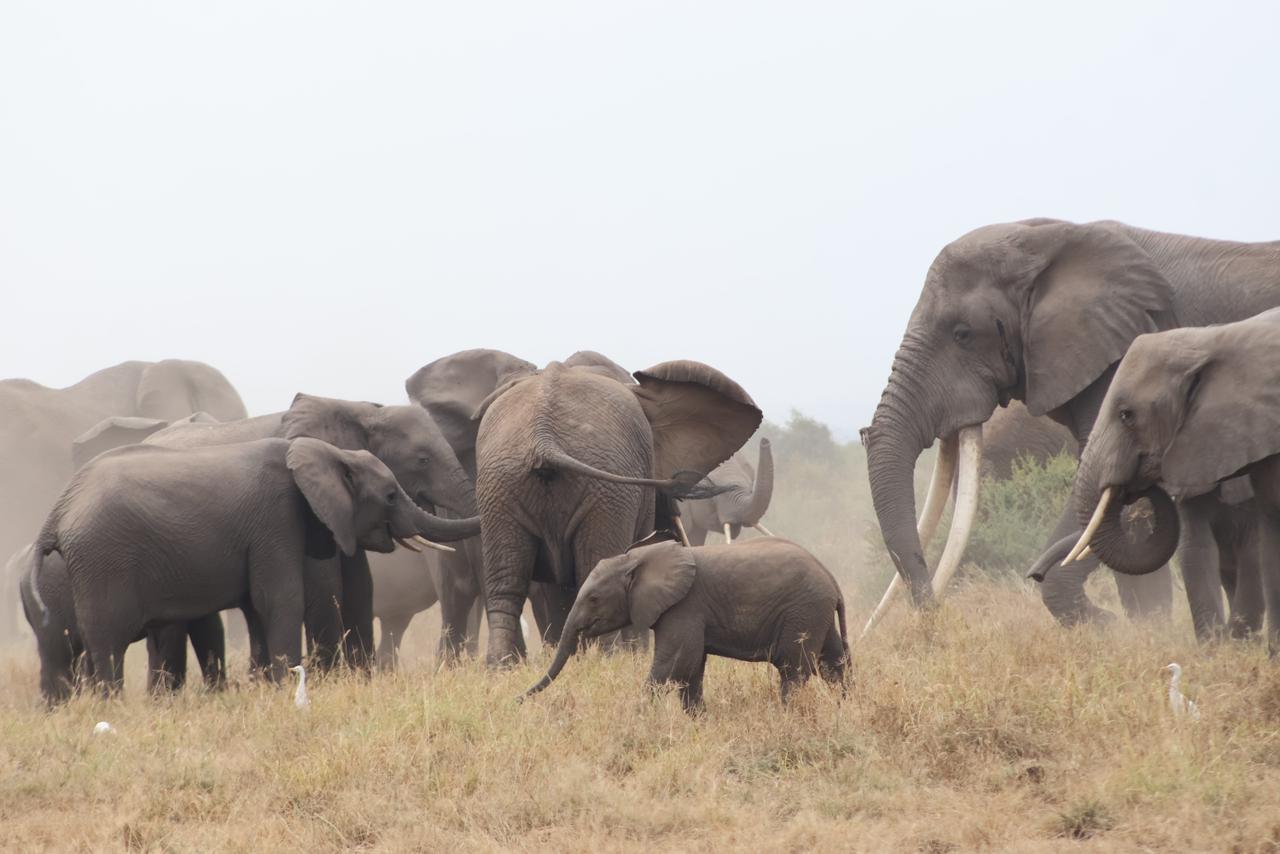 Wildlife safari — elephants on the savanna